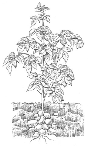 Line drawings - Plant